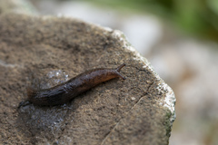 Deroceras neuteboomi