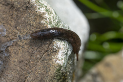 Deroceras neuteboomi