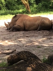 Rhinocerotidae