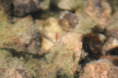 Chirocephalus marchesonii