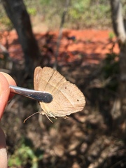 Yphthimoides patricia