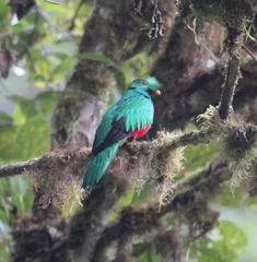 Pharomachrus antisianus