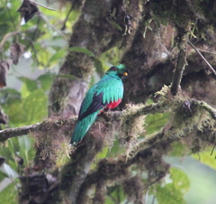 Pharomachrus antisianus