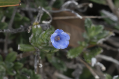 Lithodora hispidula
