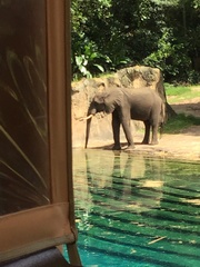 Elephantidae