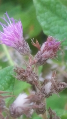 Vernonia saepium
