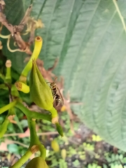 Protopolybia exigua
