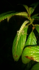 Anolis rupinae