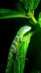 Anolis rupinae