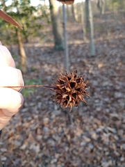 Liquidambar styraciflua