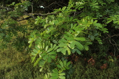 Macrolobium multijugum