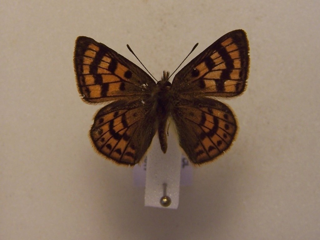 North Island Coastal copper