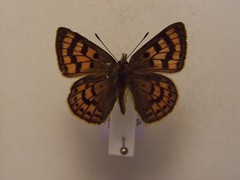 Lycaena salustius