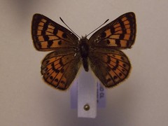 Lycaena salustius