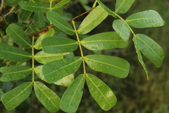 Macrolobium multijugum