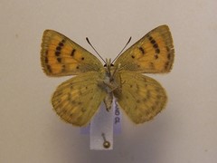 Lycaena salustius