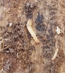 Schizotus cervicalis