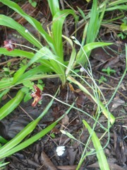 Calochortus pringlei