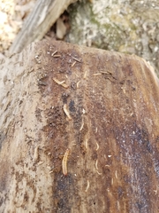 Schizotus cervicalis