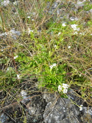 Arabidopsis halleri