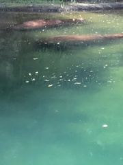 Hippopotamidae