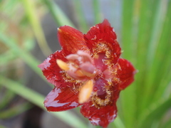 Calochortus pringlei