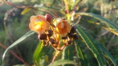 Rhytidophyllum bicolor
