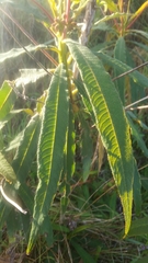 Rhytidophyllum bicolor