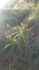 Rhytidophyllum bicolor