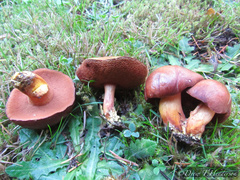 Chalciporus piperatus