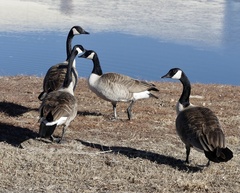 Branta canadensis