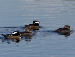 Lophodytes cucullatus