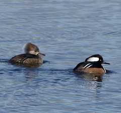 Lophodytes cucullatus