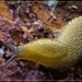 Hedgehog Slug - Photo (c) Grahame, some rights reserved (CC BY-NC-ND), uploaded by Grahame