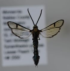 Synanthedon pictipes