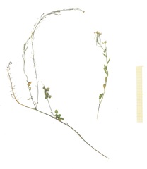 Arabidopsis halleri