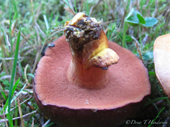 Chalciporus piperatus