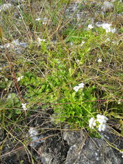 Arabidopsis halleri