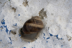 Helix nucula