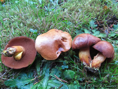 Chalciporus piperatus