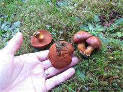 Chalciporus piperatus