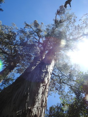 Eucalyptus denticulata