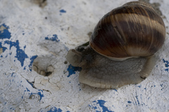 Helix nucula