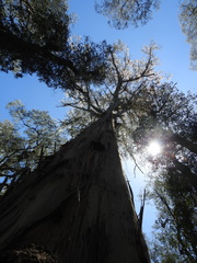 Eucalyptus denticulata
