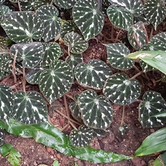 Begonia pustulata