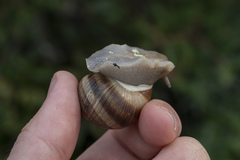 Helix nucula
