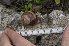 Helix nucula