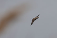 Ptyonoprogne rupestris