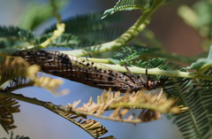 Archichauliodes guttiferus