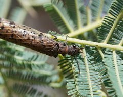 Archichauliodes guttiferus